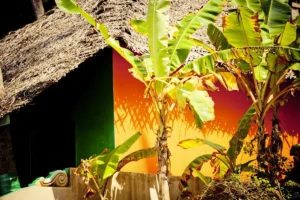 Palm tree and orange wall India 
