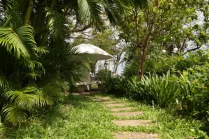 a path with plants and trees